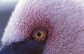 Lesser flamingo close up of eye Adult,Ciconiiformes,Herons Ibises Storks and Vultures,Flamingos,Phoenicopteriformes,Chordates,Chordata,Phoenicopteridae,Aves,Birds,Carnivorous,Wetlands,Salt marsh,Aquatic,minor,Animalia,Terrestrial,Ap