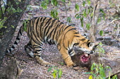 Bengal tiger cub eating sambar stag kill Rusa unicolor,deer,predator,feeding,hunting,eating,young,cub,juvenile,Carnivora,Panthera,Tropical,Mammalia,Appendix I,tigris,Felidae,Carnivorous,Extinct,Chordata,Asia,Temperate,Animalia,Critically End