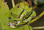 Odontopodisma montana pair mating Animalia,Vulnerable,Orthoptera,Insecta,Terrestrial,Odontopodisma,IUCN Red List,Acrididae,Arthropoda,Europe