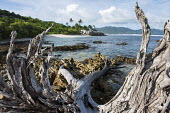 Weathered casuarina tree and beach cove Casuarinaceae,deciduous,tree,she-oak,oak,coast,coastal,landscape,Indian Ocean Islands