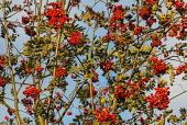 Rowan/mountain ash berries in autumn Magnoliophyta,Flowering Plants,Rosales,Magnoliopsida,Dicots,Rose Family,Rosaceae,Sorbus,Tracheophyta,Forest,Common,Photosynthetic,Africa,Europe,Plantae,Asia,Least Concern