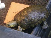 Dorsal view of Zhou's box turtle, captive Animalia,Chordata,Fresh water,Geoemydidae,Terrestrial,Aquatic,Reptilia,Critically Endangered,zhoui,Cuora,IUCN Red List,Asia,Testudines