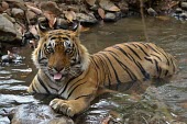 Male Bengal tiger cooling off in water Adult Male,How does it live ?,Adult,Carnivora,Panthera,Tropical,Mammalia,Appendix I,tigris,Felidae,Carnivorous,Extinct,Chordata,Asia,Temperate,Animalia,Critically Endangered,Endangered,Terrestrial,IUC