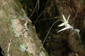 Ghost orchid in flower Mature form,Flower,Liliopsida,Orchidaceae,Wetlands,Photosynthetic,Dendrophylax,Arboreal,North America,Tracheophyta,Appendix II,Orchidales,Plantae