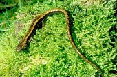 Gold-striped salamander on moss Adult,Subterranean,Vulnerable,Mountains,Streams and rivers,Temperate,Amphibia,Chioglossa,Chordata,Caudata,Rock,Animalia,Europe,lusitanica,Salamandridae,IUCN Red List