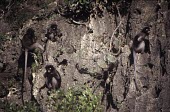 Group of dusky leaf monkeys, subspecies flavicauda, sitting on rocks Social behaviour,How does it live ?,Adult,Cercopithecidae,Herbivorous,Primates,Asia,Near Threatened,obscurus,Trachypithecus,Arboreal,Mammalia,Chordata,Animalia,Rainforest,Appendix II,IUCN Red List