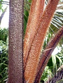Tectiphiala ferox stem Mature form,Critically Endangered,Photosynthetic,Terrestrial,Palmae,Tectiphiala,ferox,Africa,Liliopsida,IUCN Red List,Tracheophyta,Plantae,Arecales