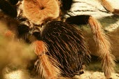 Mexican rustleg tarantula, showing abdomen with urticating hairs Scrub,Brachypelma,Arachnida,Animalia,Terrestrial,Theraphosidae,Appendix II,Araneae,South America,Arthropoda,Carnivorous