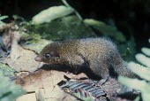 Golden-bellied treeshrew on forest floor, tame individual Adult,Other (History, folklore, use by man),Chordates,Chordata,Tupaiidae,Tree Shrews,Scandentia,Mammalia,Mammals,Animalia,Sub-tropical,chrysogaster,Forest,Asia,Arboreal,Tupaia,Terrestrial,IUCN Red Lis