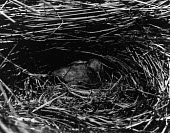 Laysan crake sitting on nest, taken in 1902 Adult,Incubation,Reproduction,Aves,Birds,Rallidae,Coots, Rails, Waterhens,Chordates,Chordata,Gruiformes,Rails and Cranes,Animalia,Terrestrial,Porzana,Extinct,palmeri,Carnivorous,IUCN Red List