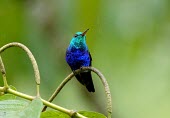 Male violet-bellied hummingbird, perched on branch in the rain Adult Male,Adult,Chordates,Chordata,Apodiformes,Swifts and Hummingbirds,Hummingbirds,Trochilidae,Aves,Birds,Least Concern,julie,Animalia,Damophila,Sub-tropical,South America,Appendix II,Omnivorous,Fly
