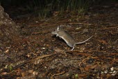 Cotton deermouse jumping Adult,Jumping,Locomotion,Cricetidae,Rodents,Rodentia,Chordates,Chordata,Mammalia,Mammals,Temperate,Grassland,North America,Sand-dune,Shore,Aquatic,Fresh water,Agricultural,Sub-tropical,Tropical,Wetlan