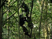 Bonobos sharing fruit in trees Forests,How does it live ?,Feeding behaviour,Feeding,Social behaviour,Habitat,Tropical,Primates,Chordates,Chordata,Hominids,Hominidae,Mammalia,Mammals,Terrestrial,Temperate,Appendix I,Pan,paniscus,Afr