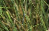 Southern damselfly on grass mercuriale,Arthropoda,Flying,Coenagrionidae,Insecta,Africa,Coenagrion,Vulnerable,Carnivorous,Europe,Animalia,Streams and rivers,STAT_HD,Odonata,IUCN Red List,Near Threatened