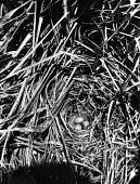 Laysan crake nest and eggs, taken in 1902 Egg,Reproduction,Aves,Birds,Rallidae,Coots, Rails, Waterhens,Chordates,Chordata,Gruiformes,Rails and Cranes,Animalia,Terrestrial,Porzana,Extinct,palmeri,Carnivorous,IUCN Red List