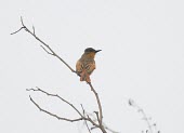 Rear view of a rufous flycatcher Adult,Agricultural,Passeriformes,Myiarchus,Scrub,Tyrannidae,South America,Arboreal,Chordata,Endangered,semirufus,Grassland,Animalia,Aves,Omnivorous,Flying,IUCN Red List