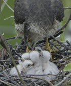 Cooper's hawk feeding its chicks Feeding,Feeding young,Aves,Birds,Ciconiiformes,Herons Ibises Storks and Vultures,Chordates,Chordata,Accipitridae,Hawks, Eagles, Kites, Harriers,Falconiformes,South America,CITES,Flying,Appendix III,Le