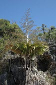 Dimaka in reproductive phase Reproduction,IUCN Red List,Tahina&nbsp;,Arecales,Tracheophyta,Magnoliopsida,Africa,Arecaceae,Terrestrial,Savannah,Critically Endangered,Photosynthetic,Plantae