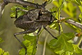 Male Onconotus servillei Tettigoniidae,Terrestrial,IUCN Red List,Onconotus,Europe,Arthropoda,Animalia,Orthoptera,Vulnerable,Insecta