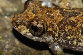 Grubby shrub frog head detail Adult,Rhacophoridae,Anura,Asia,Amphibia,Forest,Wetlands,Terrestrial,Aquatic,Chordata,IUCN Red List,Pseudophilautus,Animalia,Near Threatened,Sub-tropical