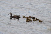 American black duck mother with brood Adult,Locomotion,Adult Female,Habitat,Species in habitat shot,On top of water,Chick,Swimming,Aves,Birds,Chordates,Chordata,Waterfowl,Anseriformes,Ducks, Geese, Swans,Anatidae,Flying,Anas,Streams and r