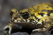 Amboli toad, close up Adult,Xanthophryne,Bufonidae,Terrestrial,Fresh water,Anura,Tropical,IUCN Red List,Aquatic,Animalia,Asia,Wetlands,Temporary water,Ponds and lakes,Critically Endangered,Amphibia,Chordata,Forest