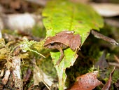 Craugastor podiciferus on a leaf Adult,Chordata,Animalia,Craugastor,Craugastoridae,Amphibia,Terrestrial,North America,IUCN Red List,Near Threatened,Forest,Anura
