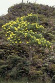 Chatham Island Christmas tree on hillside Flower,Magnoliopsida,Compositae,Brachyglottis,Tracheophyta,Scrub,Asterales,Australia,Photosynthetic,huntii,Vulnerable,Terrestrial,Plantae,IUCN Red List