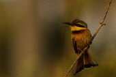 Little bee-eater perching on branch Adult,Africa,Terrestrial,Least Concern,Animalia,Aves,Coraciiformes,Carnivorous,Chordata,Meropidae,Merops,IUCN Red List