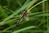 Female Cherokee clubtail Odonata,IUCN Red List,Insecta,Flying,Streams and rivers,Aquatic,Animalia,Gomphidae,North America,Carnivorous,Ponds and lakes,Arthropoda,consanguis,Gomphus,Terrestrial,Fresh water,Endangered,Forest