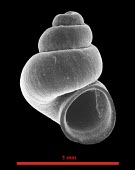 SEM image of Bythiospeum vallei Animalia,Bythiospeum,Gastropoda,Aquatic,Mollusca,Near Threatened,IUCN Red List,Fresh water,Europe,Littorinimorpha,Hydrobiidae