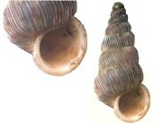 Cochlostoma paladilhianum shell IUCN Red List,Terrestrial,Diplommatinidae,Rock,Cochlostoma,Architaenioglossa,Europe,Vulnerable,Animalia,Mollusca,Gastropoda