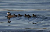 Harlequin duck mother with brood in water Habitat,On top of water,Species in habitat shot,Locomotion,Adult,Chick,Swimming,Adult Female,Chordates,Chordata,Aves,Birds,Ducks, Geese, Swans,Anatidae,Waterfowl,Anseriformes,Histrionicus,Terrestrial,
