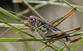Female Metrioptera domogledi Terrestrial,IUCN Red List,Orthoptera,Insecta,Metrioptera,Tettigoniidae,Vulnerable,Europe,Animalia,Arthropoda