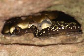 Green salamander guarding developing eggs Adult Female,Adult,Eggs,Amphibia,Plethodontidae,Caudata,Animalia,Terrestrial,Rock,Near Threatened,North America,Scrub,Forest,Aneides,IUCN Red List,Chordata