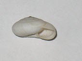 Helicella stiparum shell, aperture view Helicella,Stylommatophora,Terrestrial,Vulnerable,Animalia,Gastropoda,Hygromiidae,IUCN Red List,Mollusca,Europe,Endangered