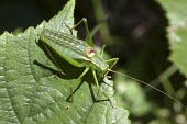 Isophya harzi Arthropoda,Orthoptera,Mountains,Isophya,Tettigoniidae,Insecta,Terrestrial,Animalia,Europe,IUCN Red List,Vulnerable