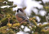 Boreal chickadee perched in tree Habitat,Forests,Adult,Species in habitat shot,Aves,Terrestrial,Paridae,Flying,Omnivorous,Temperate,Least Concern,IUCN Red List,North America,Chordata,Passeriformes,Animalia,Parus,Forest