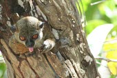 Sahamalaza sportive lemur showing tongue Infant,Adult,Lepilemur,Africa,Lepilemuridae,Mammalia,Data Deficient,Primates,Animalia,Forest,Omnivorous,Terrestrial,Chordata,IUCN Red List