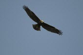 Marsh harrier in flight Flying,Locomotion,Gliding,Adult,Accipitridae,Hawks, Eagles, Kites, Harriers,Chordates,Chordata,Aves,Birds,Ciconiiformes,Herons Ibises Storks and Vultures,Wetlands,Europe,Wildlife and Conservation Act,