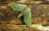 Fabulous green sphinx moth, dorsal view Sphingidae,Animalia,Tinostoma,Arthropoda,Forest,smaragditis,Flying,Endangered,Lepidoptera,North America,Insecta,IUCN Red List