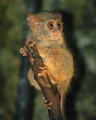 Spectral tarsier perched on tree branch Adult,Primates,Mammalia,Mammals,Chordates,Chordata,Tarsiidae,Tarsier,Arboreal,Animalia,tarsier,Vulnerable,Asia,Tarsius,Tropical,Agricultural,Appendix II,Carnivorous,Mangrove,Sub-tropical,IUCN Red List