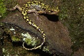 Green salamander Adult,Amphibia,Plethodontidae,Caudata,Animalia,Terrestrial,Rock,Near Threatened,North America,Scrub,Forest,Aneides,IUCN Red List,Chordata