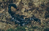 Female emperor scorpion Carnivorous,Appendix II,Arthropoda,Tropical,Scorpiones,Soil,Savannah,Arachnida,Scorpionidae,Rock,Subterranean,Terrestrial,Pandinus,Africa,Animalia