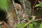 Sahamalaza sportive lemur adult with young Adult,Lepilemur,Africa,Lepilemuridae,Mammalia,Data Deficient,Primates,Animalia,Forest,Omnivorous,Terrestrial,Chordata,IUCN Red List