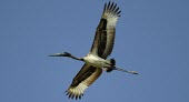 Immature black-necked stork in flight, ventral view Immature Adult,Flying,Locomotion,Gliding,Streams and rivers,Riparian,Chordata,Aves,Ciconiidae,Australia,Ciconiiformes,Terrestrial,Ephippiorhynchus,Aquatic,Animalia,Asia,Mangrove,Fresh water,IUCN Red L
