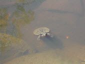 Namoi River snapping turtle at waters surface Adult,Swimming,Streams and Rivers,Species in habitat shot,Habitat,Locomotion,Freshwater,Australia,Animalia,Omnivorous,Elseya,Endangered,Aquatic,Chelidae,IUCN Red List,Streams and rivers,Terrestrial,be