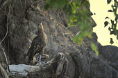 Madagascan fish eagle - Haliaeetus vociferoides madagascan fish eagle,haliaeetus vociferoides,madagascan sea eagle,sea eagle,madagascar,nosy be,accipitriformes,accipitridae,aquila del madagascar,eagle,Critically Endangered,Chordata,vociferoides,Pon