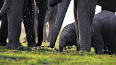 African bush elephant - Loxodonta africana botswana,chobe national park,africa,baby elephant,small elephant,mammals,mammal,Elephants,Elephant,African Bush Elephant,Loxodonta africana,nature,wildlife,animals,animal,Elephantidae,Chordates,Chorda