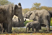 African bush elephant - Loxodonta africana namibia,africa,baby elephant,mammals,mammal,Elephants,Elephant,African Bush Elephant,Loxodonta africana,Elephantidae,Chordates,Chordata,Elephants, Mammoths, Mastodons,Proboscidea,Mammalia,Mammals,Appe
